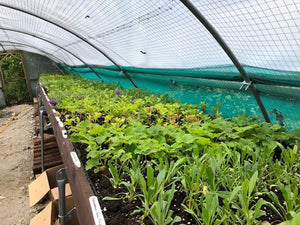 Benefits of a Polytunnel