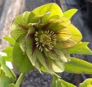 Hellebore 'Double Cream Green' x 5 Pack - 5cm Plants For Sale