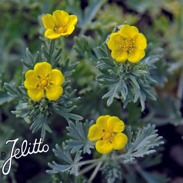 Potentilla 'Calabra' x 3 Pack - 5/7cm JUMBO Plug Plants For Sale