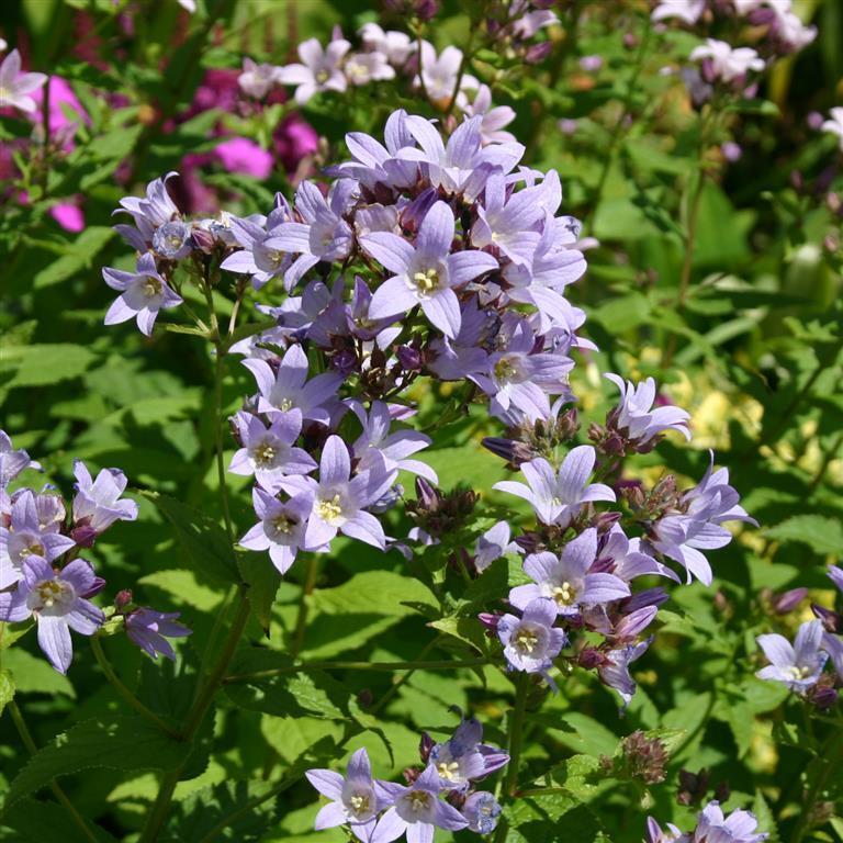 Campanula 'Loddon Anna' x 3 Pack - 7cm Plants For Sale