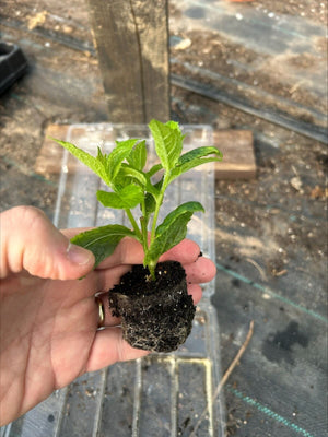 Campanula 'Loddon Anna' x 3 Pack - 7cm Plants For Sale