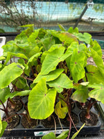 Colocasia ‘White Lava’ – 3 Pack - 5cm Plug Plants – FREE P&P