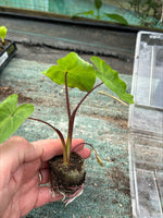 Colocasia ‘White Lava’ – 3 Pack - 5cm Plug Plants – FREE P&P
