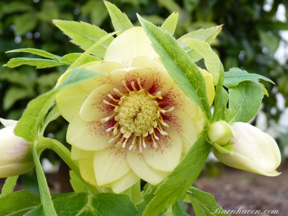 Hellebore 'Double Yellow Spotted' x 3 Pack - 7cm Plants For Sale