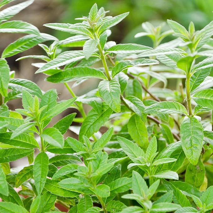 Mint (Mentha) 'Lemon' x 3 Pack - 7cm Plants For Sale