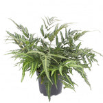 Blechnum Arachniodes (East Indian Holly Fern) x 5 Pack - 5cm Plug Plants For Sale