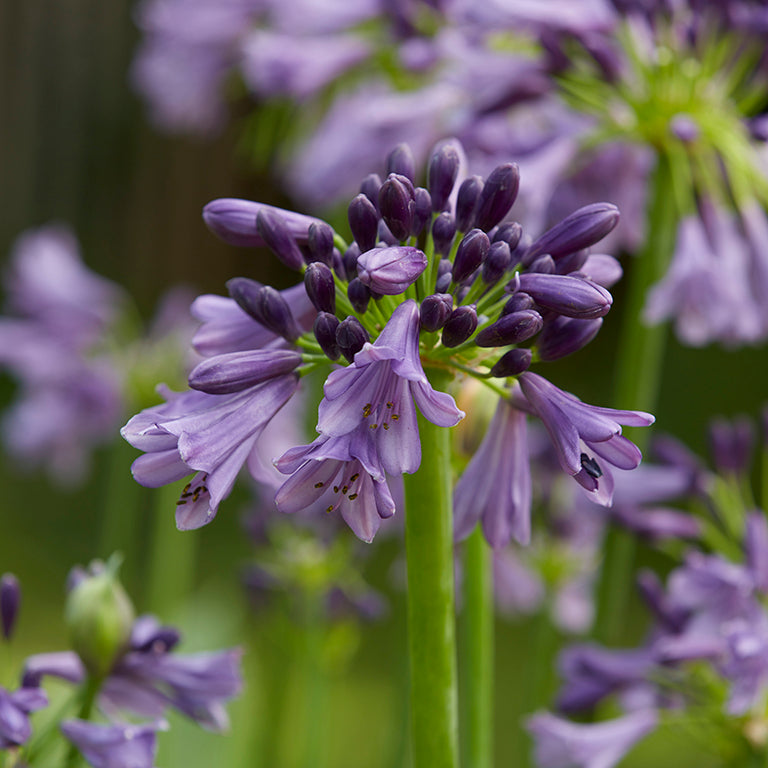 Agapanthus Everpanthus Poppin' Purple x 3 Pack - 7cm Plants For Sale FREE P&P