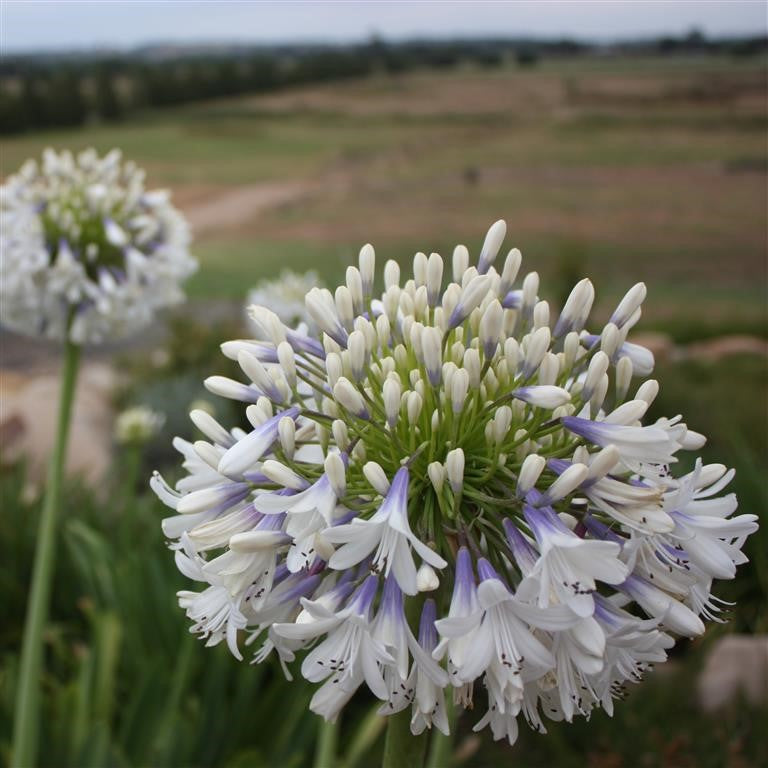 Agapanthus orientalis 'Queen Mum' x 5 Pack - 5cm Plug Plants FREE Postage