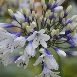 Agapanthus Twister Perennial Plants x 5 Pack - 5cm Plug Plants For Sale FREE P&P