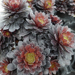 Aeonium arboreum 'Tip Top' - Pack of 3 - 7cm Plants - FREE Delivery