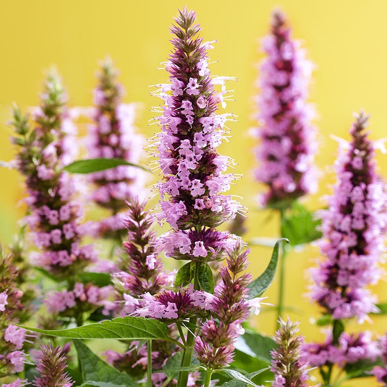 Agastache ‘'Beelicious Pink' 3 Pack - 7cm Plants For Sale