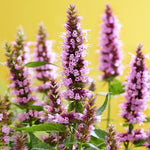 Agastache ‘'Beelicious Pink' 5 Pack - 5cm JUMBO Plug Plants For Sale