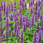 Agastache ‘'Beelicious Purple' 5 Pack - 5/5cm JUMBO Plug Plants For Sale