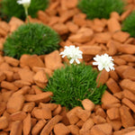 Armeria juniperifolia ‘Alba’ 3cm Plug Plants – White Alpine Thrift x5 - FREE P&P