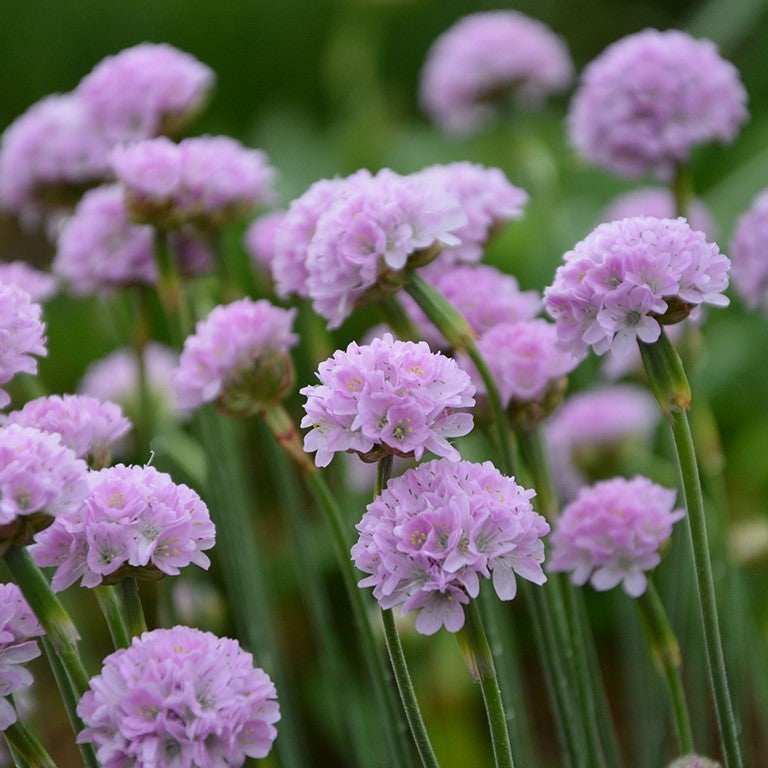 Armeria maritima 'Nodwood Pink' x 9 Pack - 3cm Plants For Sale