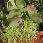Armeria maritima ‘Nifty Thrifty’ – 9 Plug Plants (3cm) Evergreen Sea Thrift | Free P&P