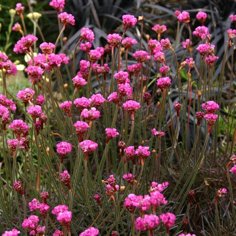 Armeria maritima 'Rubifolia' x 5 Pack - 5cm Plants For Sale