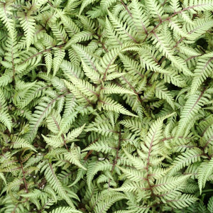 Athyrium, Japanese Painted Fern x 5 Pack - 5cm Plug Plants For Sale FREE Postage