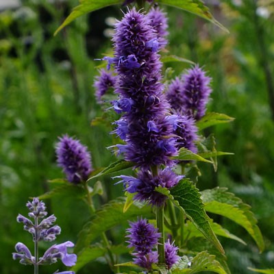 Agastache ‘Liquorice Blue' 5 Pack - 5/5cm JUMBO Plug Plants For Sale