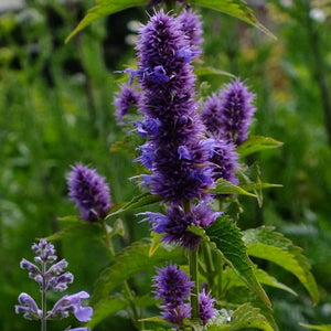 Agastache ‘Liquorice Blue' 3 Pack - 7cm Plants For Sale