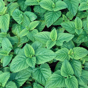 Balm Lemon Perennial Herb x 5 Pack - 5cm Plug Plants For Sale FREE P&P