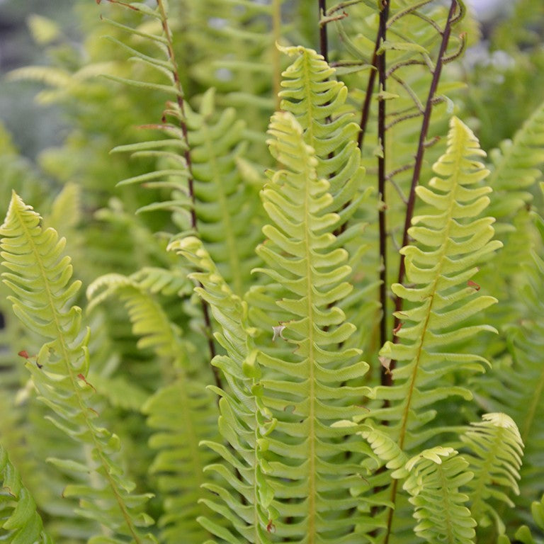 Blechnum spicant (Deer Fern) x 3 Pack - 7cm Plants For Sale