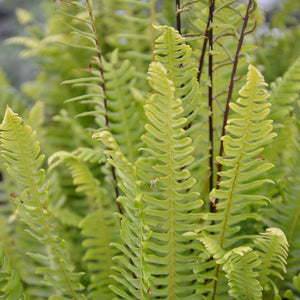 Blechnum spicant (Deer Fern) x 5 Pack - 5cm Plug Plants For Sale