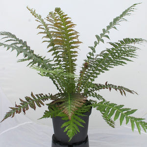 Blechnum spicant (Deer Fern) x 3 Pack - 7cm Plants For Sale