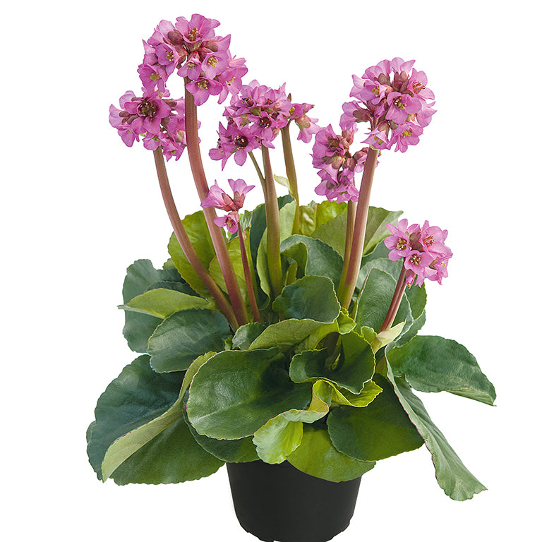 Bergenia 'Night Crystal' x 3 Pack - 7cm Plants For Sale