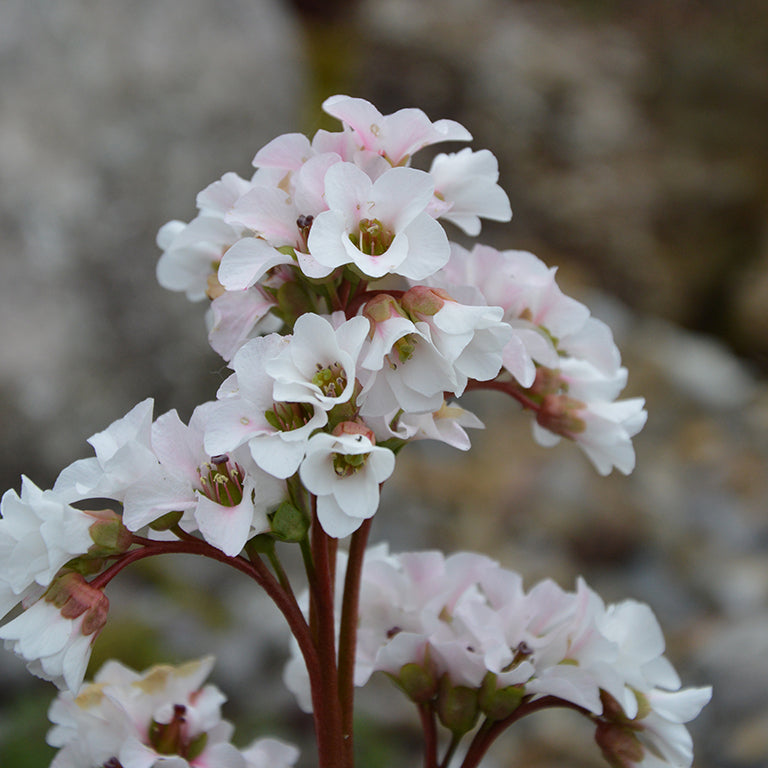 Bergenia 'Snow Crystal' x 3 Pack - 7cm Plants For Sale