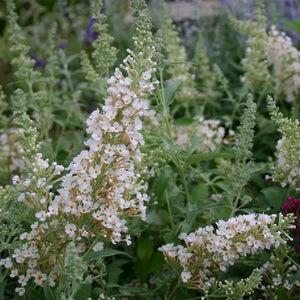 Buddleja Buzz 'Ivory' x 3 Pack - 7cm Plants For Sale