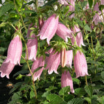 Campanula punctata Pink Chimes x 5 Pack - 5cm Plug Plants For Sale FREE P&P