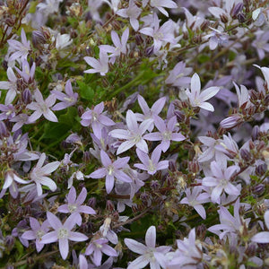 Campanula Lisduggan Perennial Plants x 9 Pack - 3cm Plug Plants For Sale FREE P&P