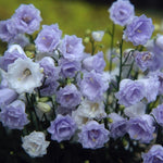 Campanula Summer Pearl Plants x 5 Pack - 5cm Plug Plants FREE P&P