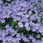 Campanula 'Yvonne' x 5 Pack - 3cm Plug Plants For Sale