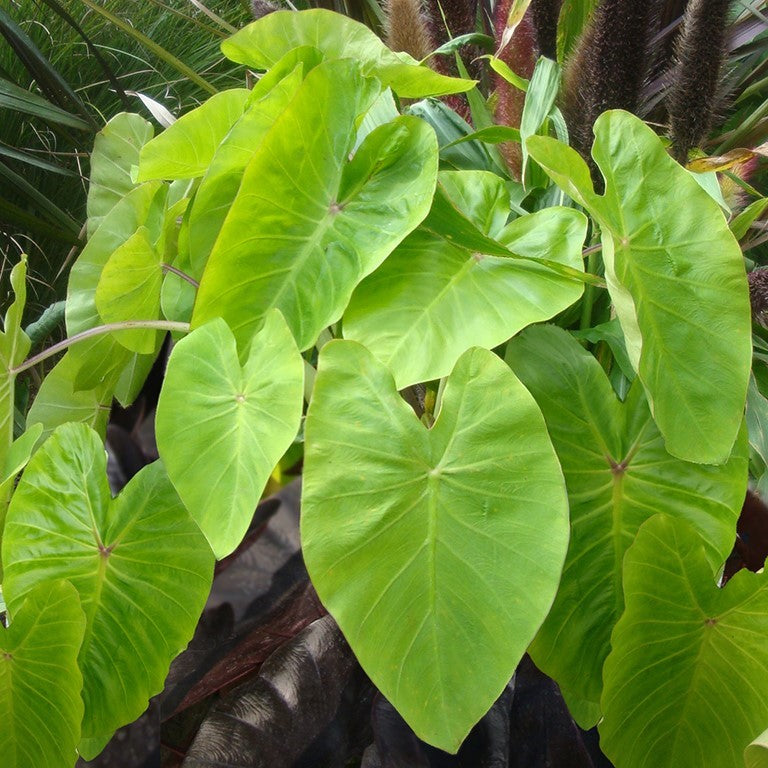 Colocasia 'Maui Gold' x 5 Pack - 5/5cm JUMBO Plug Plants For Sale
