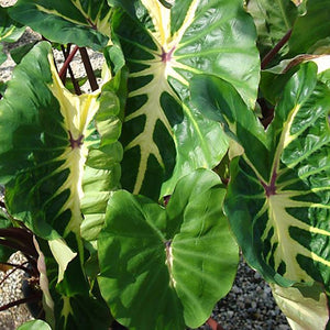 Colocasia 'White Lava' x 5 Pack - 5/5cm JUMBO Plug Plants For Sale