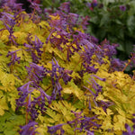 Corydalis ‘Berry Exciting’ – 3 x 5cm Plug Plants - FREE P&P