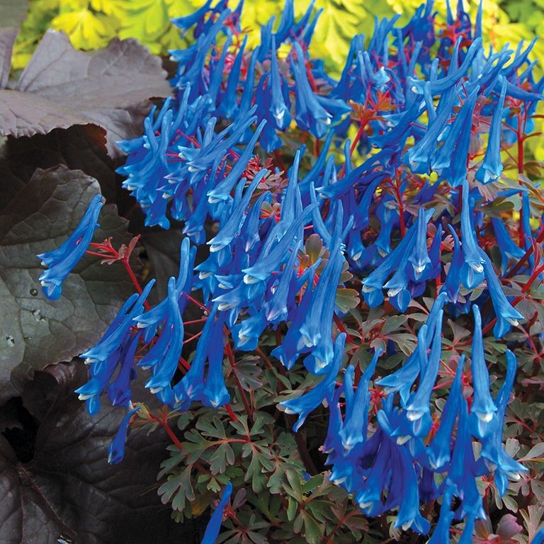 Corydalis 'Blue Heron' x 5 Pack - 5cm Plug Plants For Sale - FREE Postage