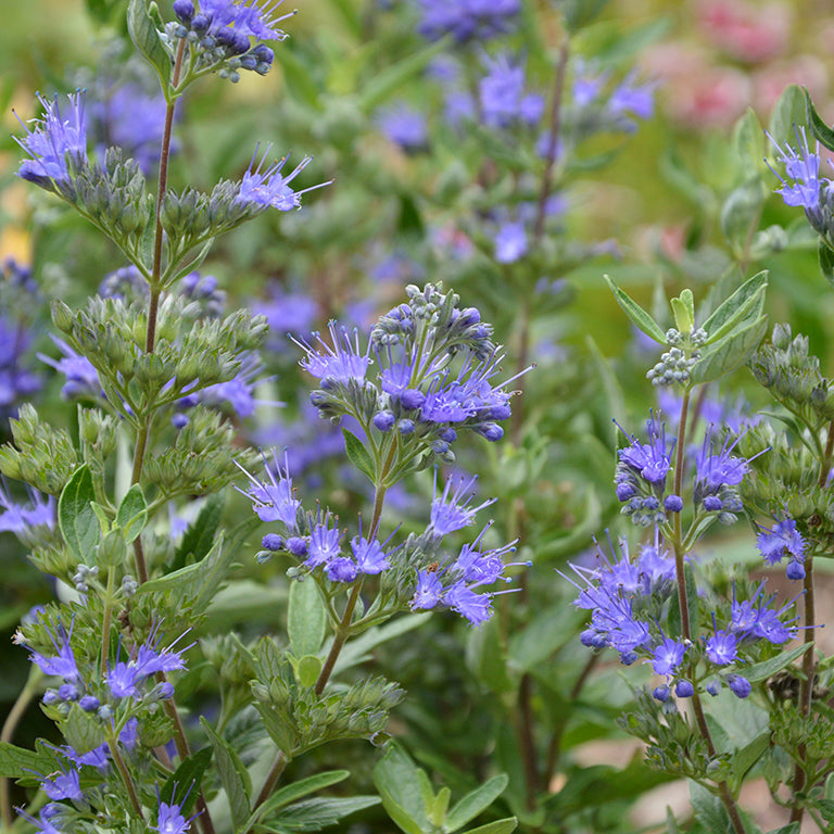 Caryopteris 'First Blue' x 5 Pack - 5/5cm JUMBO Plug Plants For Sale