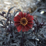 Dahlia Dreamy Hot Chocolate x 3 Pack - 7cm Plants For Sale FREE P&P