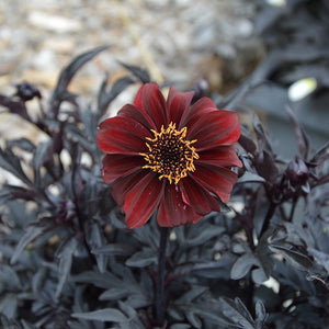 Dahlia Dreamy 'Hot Chocolate' x 3 Pack - 7cm Plants For Sale