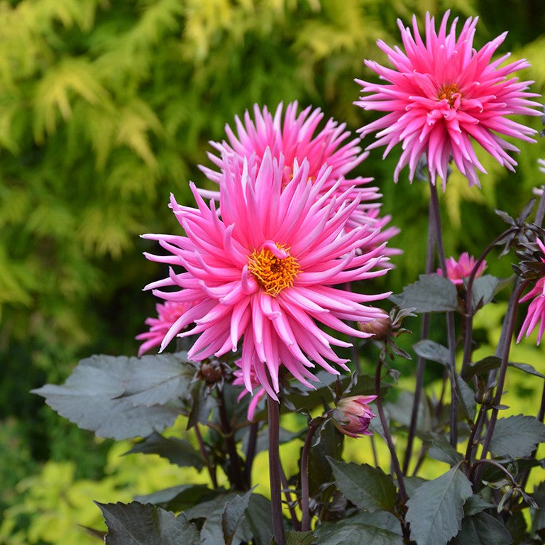 Dahlia 'Electro Pink' x 5 Pack - 5cm JUMBO Plug Plants For Sale