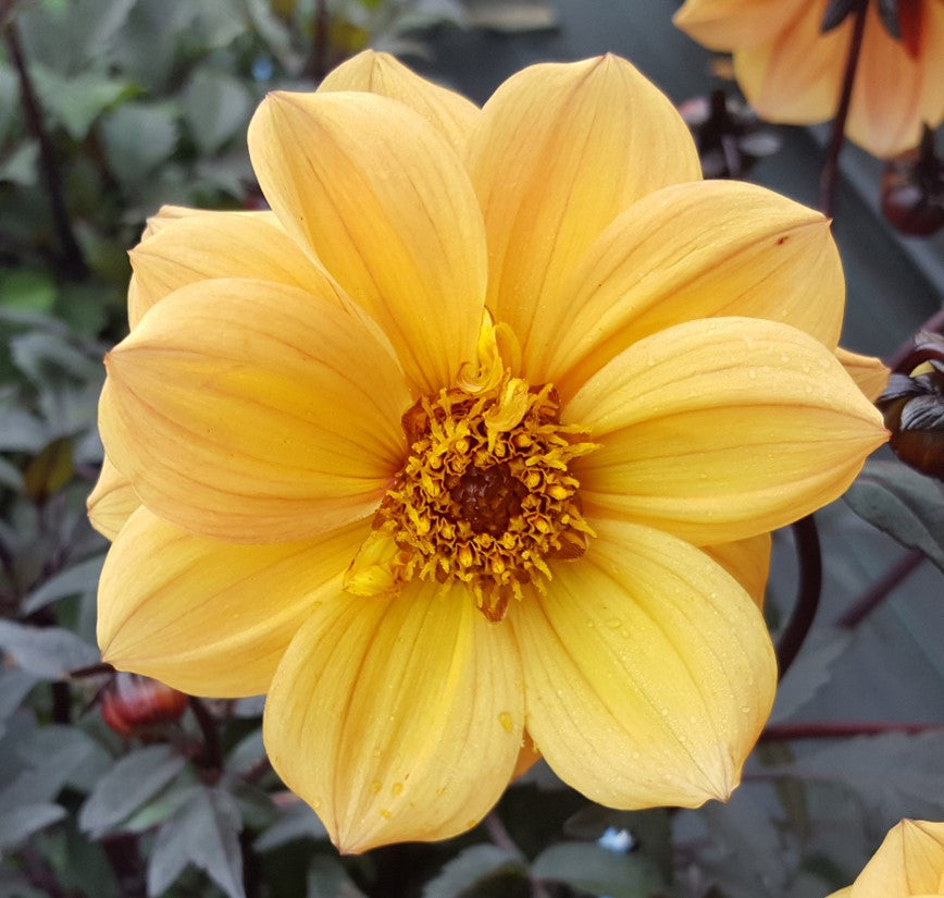 Dahlia Dreamy 'Double Gold' x 3 Pack - 7cm Plants For Sale