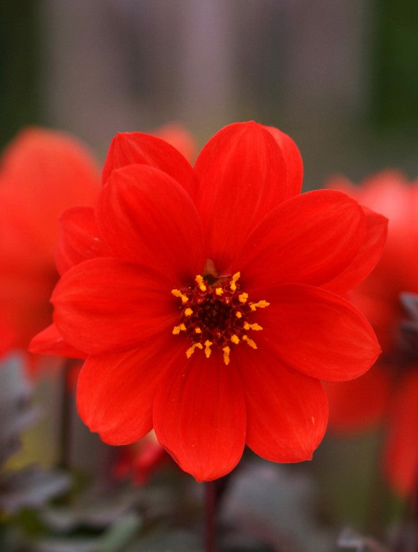 Dahlia Dreamy 'Double Red' x 3 Pack - 7cm Plants For Sale