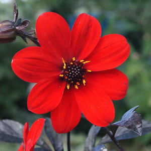 Dahlia Mystic 'Enchantment' x 5 Pack - 5cm Plug Plants For Sale