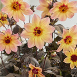 Dahlia Mystic ‘Fantasy’ x 3 Pack – 5cm Plug Plants – FREE P&P