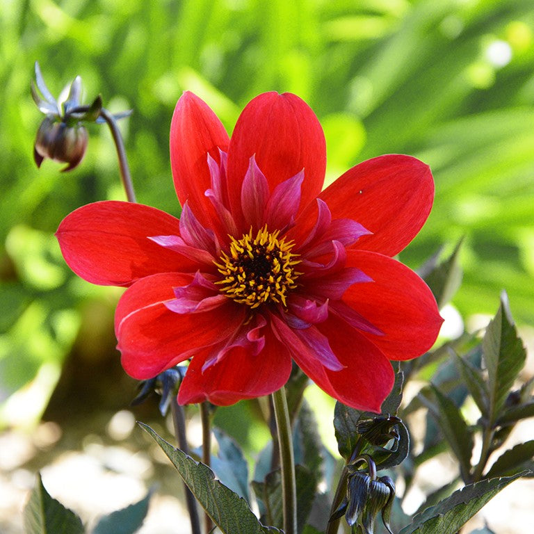 Dahlia 'Flares Catch’ x 5 Pack - 5cm Jumbo Plug Plants For Sale