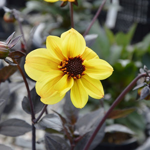 Dahlia Mystic 'Haze' x 5 Pack - 5cm Plug Plants For Sale