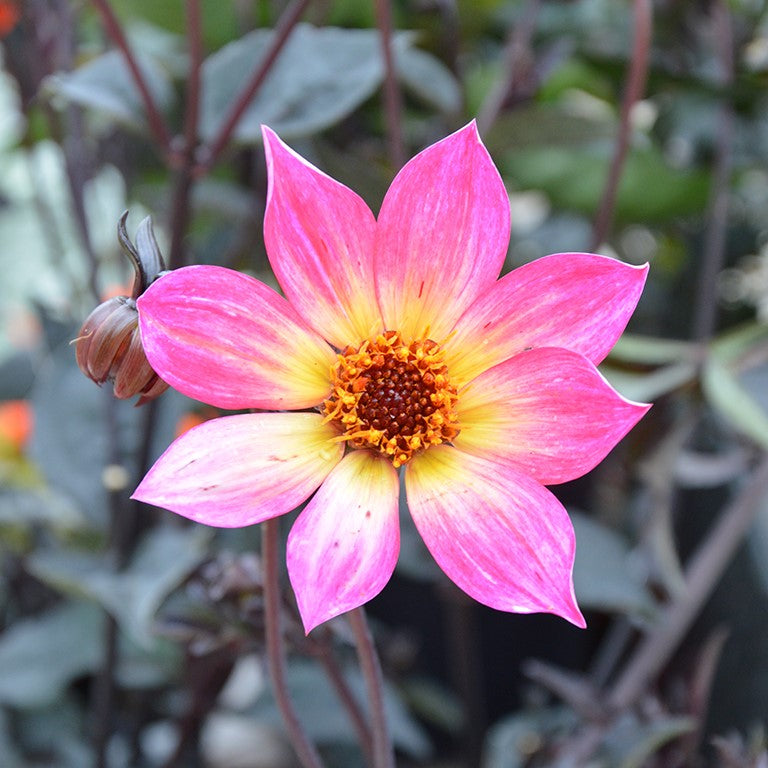 Dahlia Mystic 'Sparkler' x 5 Pack - 5cm JUMBO Plug Plants For Sale